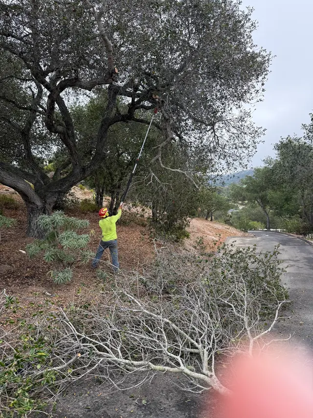 4th Generation Tree — customer photo 2