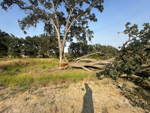 4th Generation Tree — customer photo 12