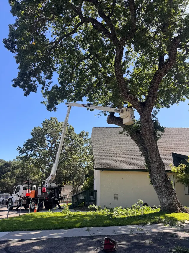 4th Generation Tree — customer photo 8