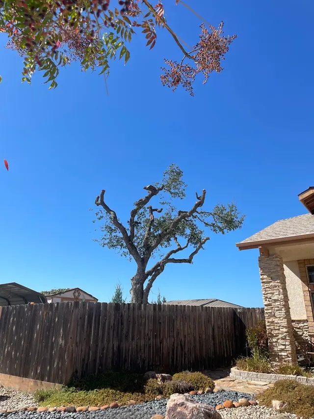 4th Generation Tree — customer photo 10