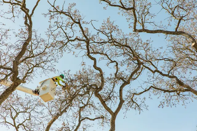 4th Generation Tree — photo from the business 3