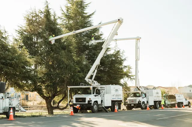 4th Generation Tree — photo from the business 1