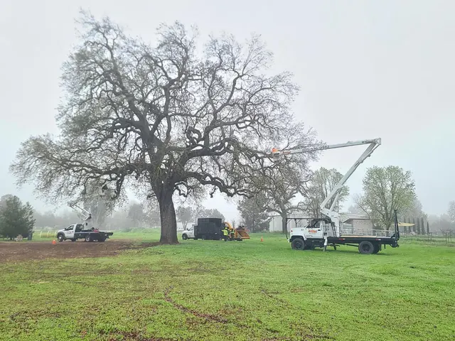 CalWest Tree Service In SLO — photo from the business 7