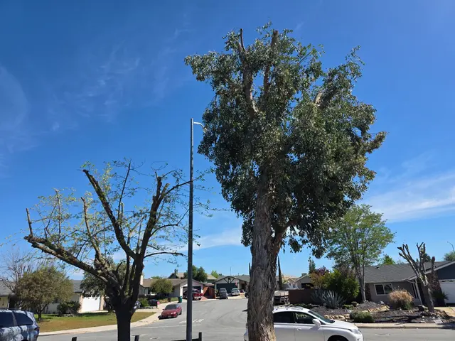 Customer photo of work by CalWest Tree Service In SLO, from Kali Hlava's review