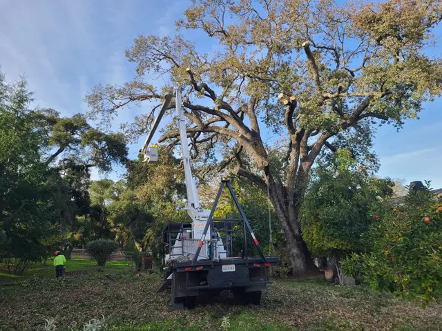 CalWest Tree Service In SLO — photo from the business 11
