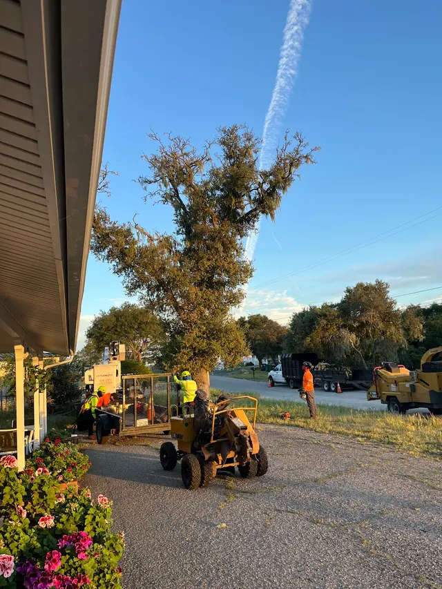 Customer photo of work by CalWest Tree Service In SLO, from Ingrid Frokjer's review
