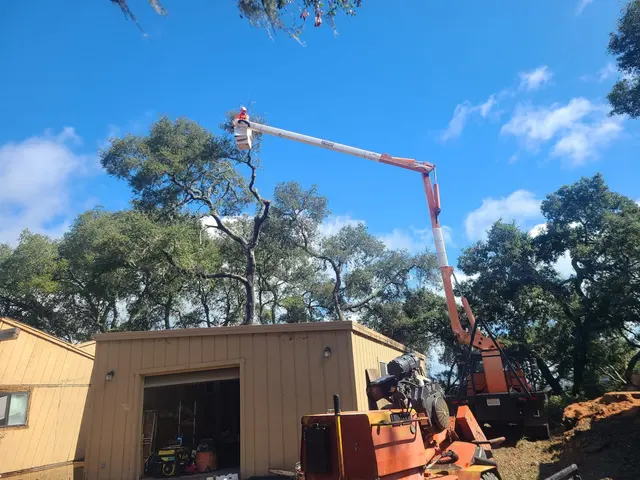 CalWest Tree Service In SLO — photo from the business 1