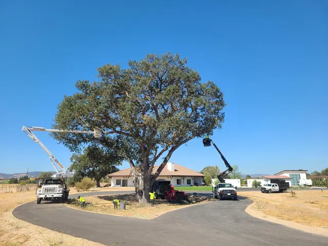CalWest Tree Service In SLO — photo from the business 4