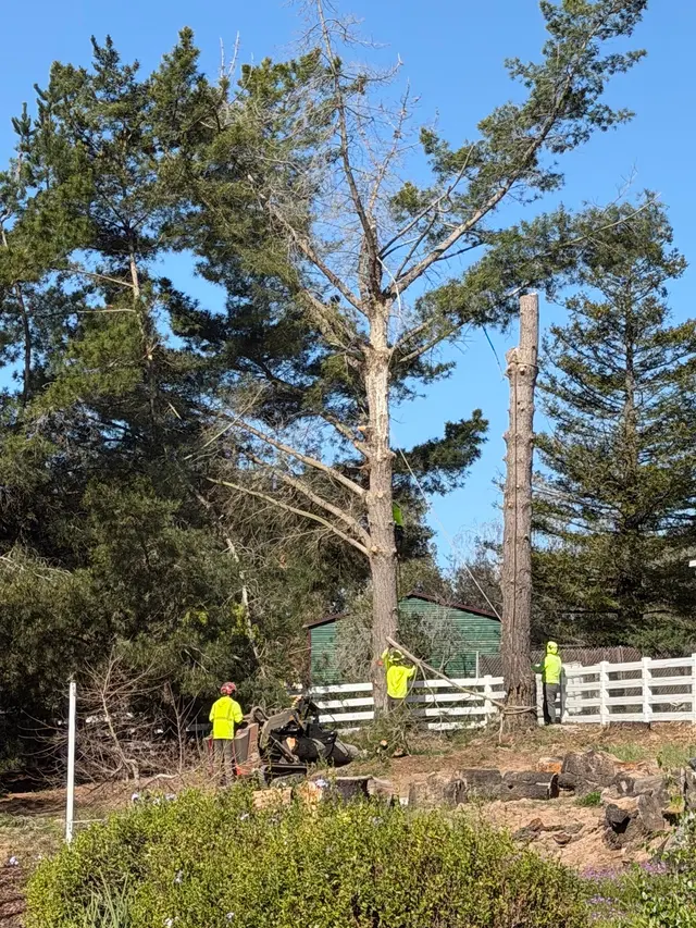 Customer photo of work by Bunyon Bros. Tree Service, from Cat’s in Charge's review