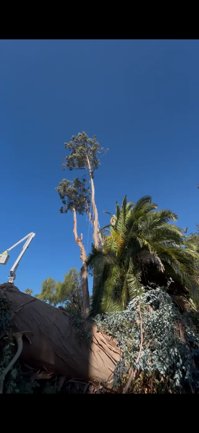 Customer photo of work by Bunyon Bros. Tree Service, from Angel Reyes's review