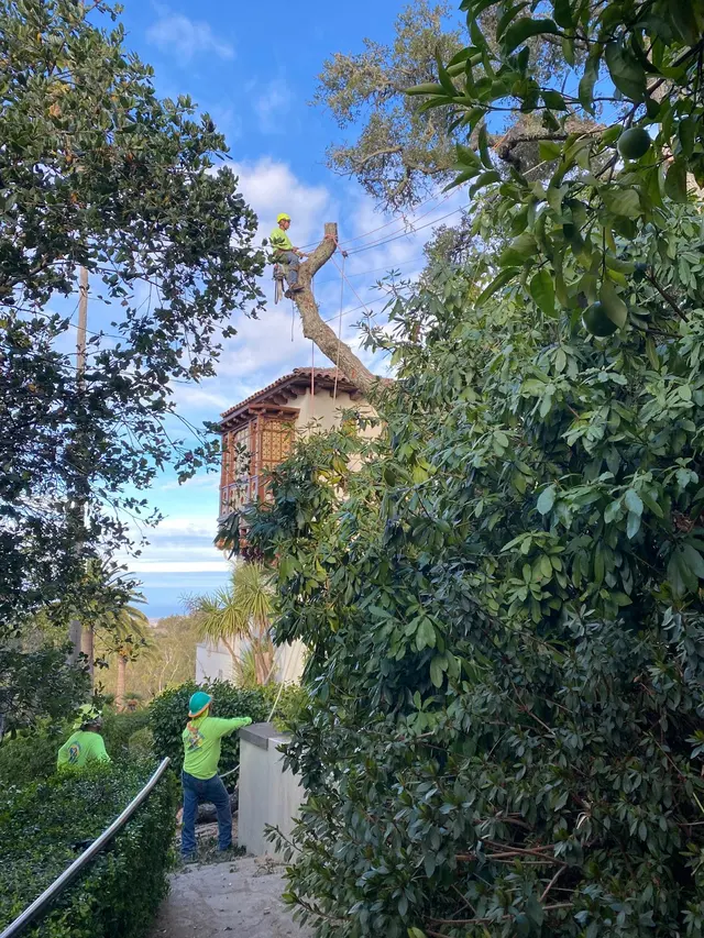 Bunyon Bros. Tree Service — photo from the business 7