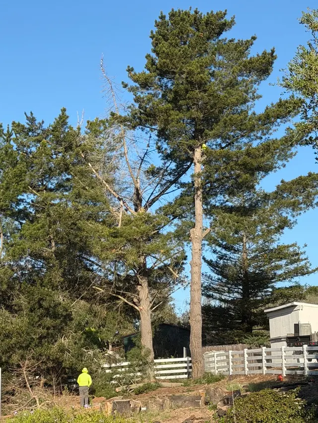 Customer photo of work by Bunyon Bros. Tree Service, from Cat’s in Charge's review