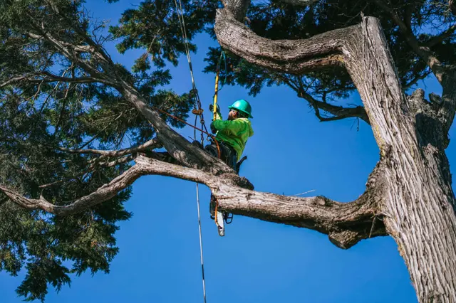 Bunyon Bros. Tree Service — photo from the business 1