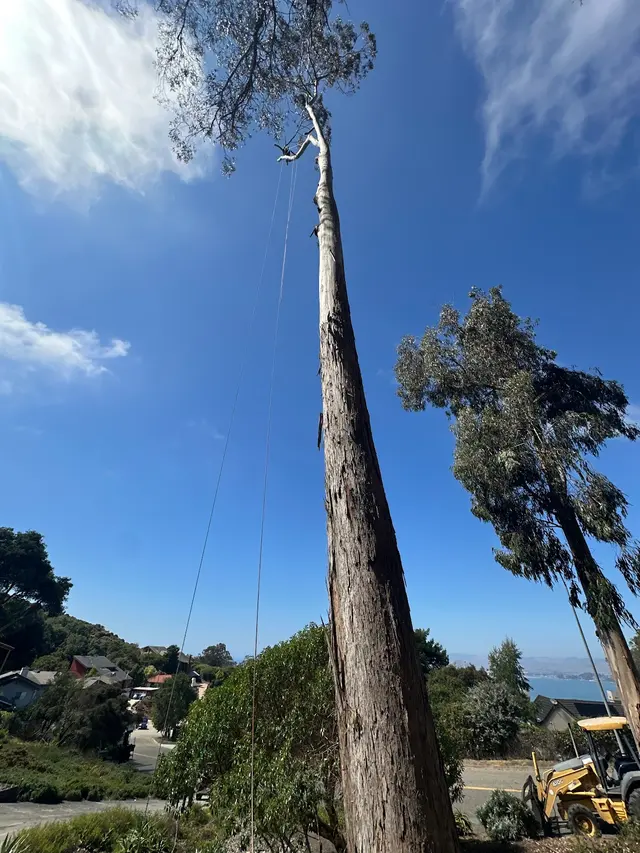 Bunyon Bros. Tree Service — customer photo 3