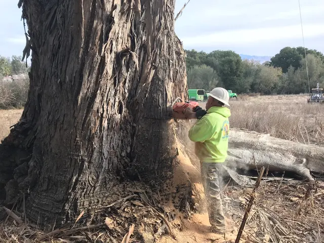 Bunyon Bros. Tree Service — photo from the business 6
