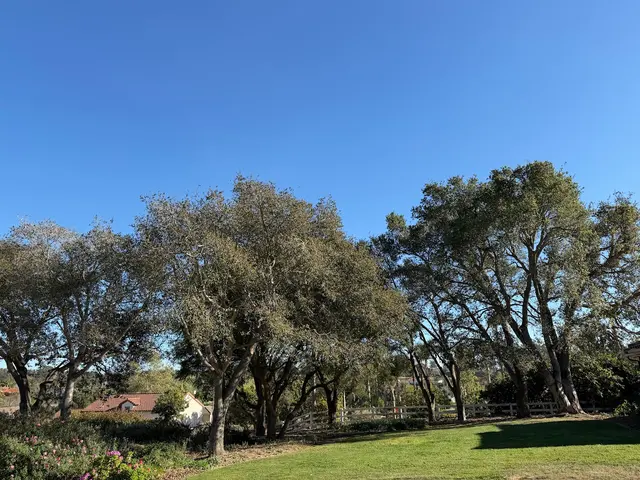 Bunyon Bros. Tree Service — customer photo 4