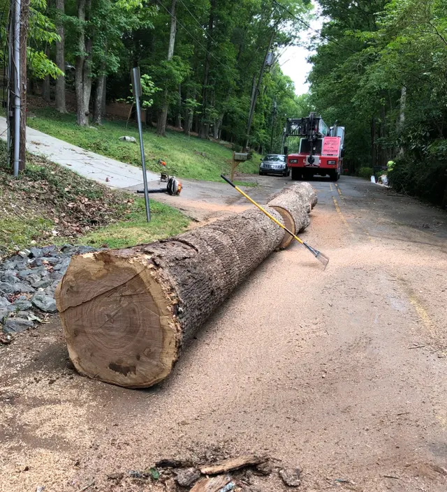 Arborex Tree Services — customer photo 9