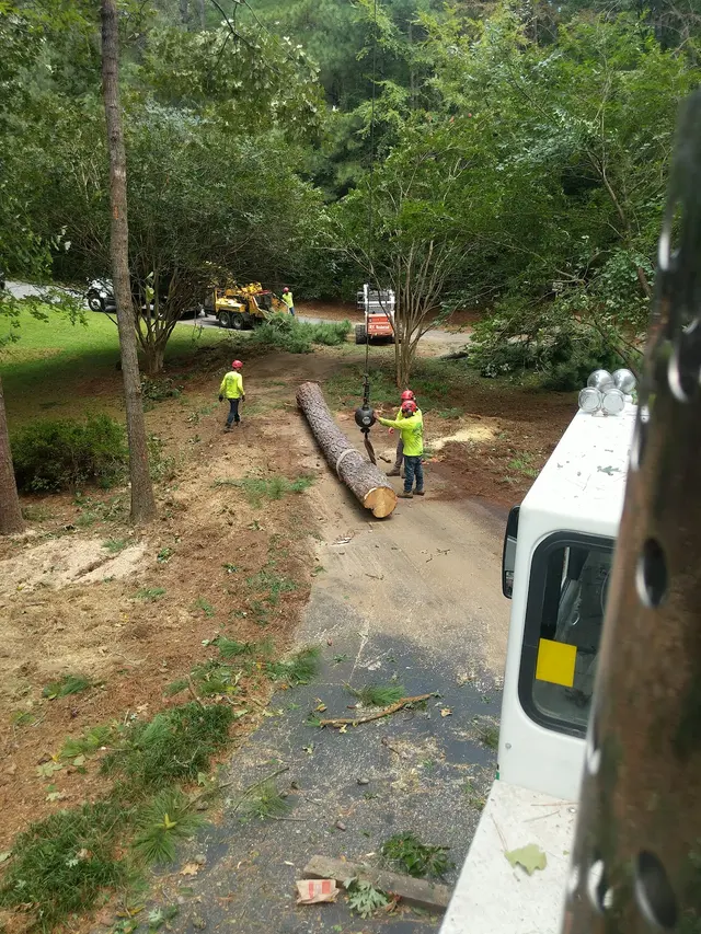 Arborex Tree Services — photo from the business 10