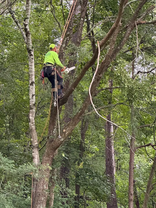 Customer photo of work by Arborex Tree Services, from Bob Fussell's review