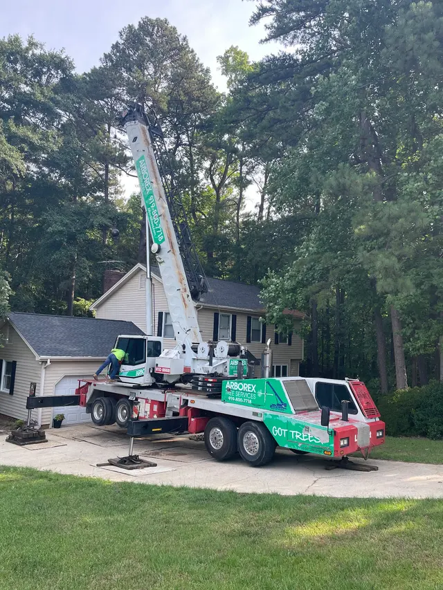 Arborex Tree Services — customer photo 2