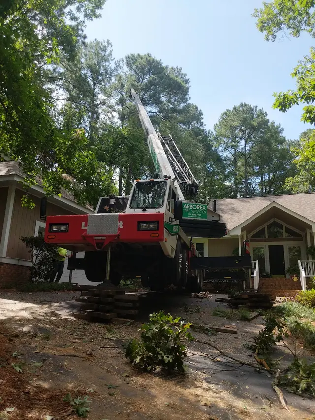 Arborex Tree Services — photo from the business 3