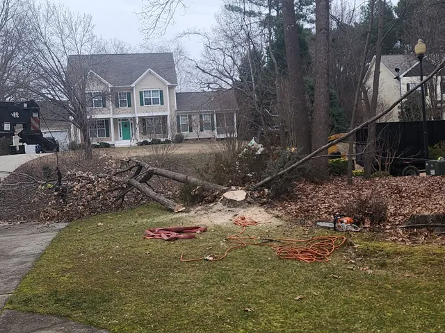 Arborex Tree Services — customer photo 7
