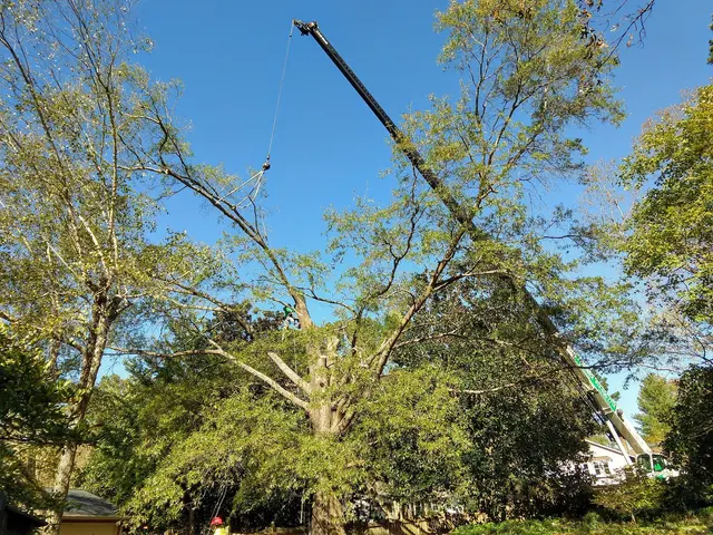 Arborex Tree Services — customer photo 12