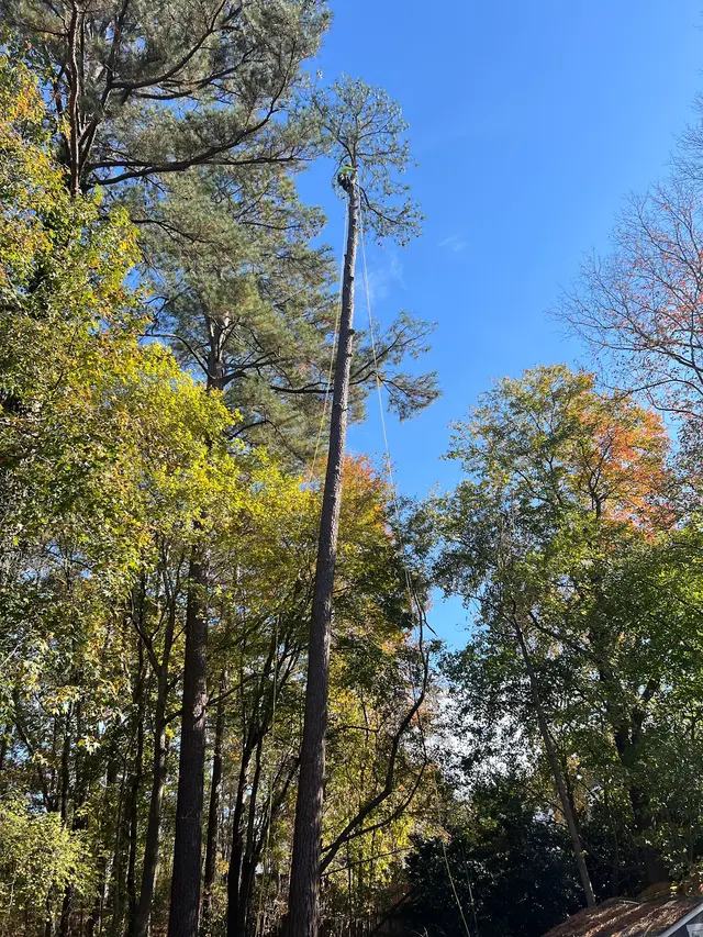 Arborex Tree Services — customer photo 6