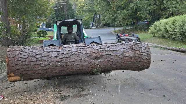 Tree M Removal, LLC — photo from the business 2