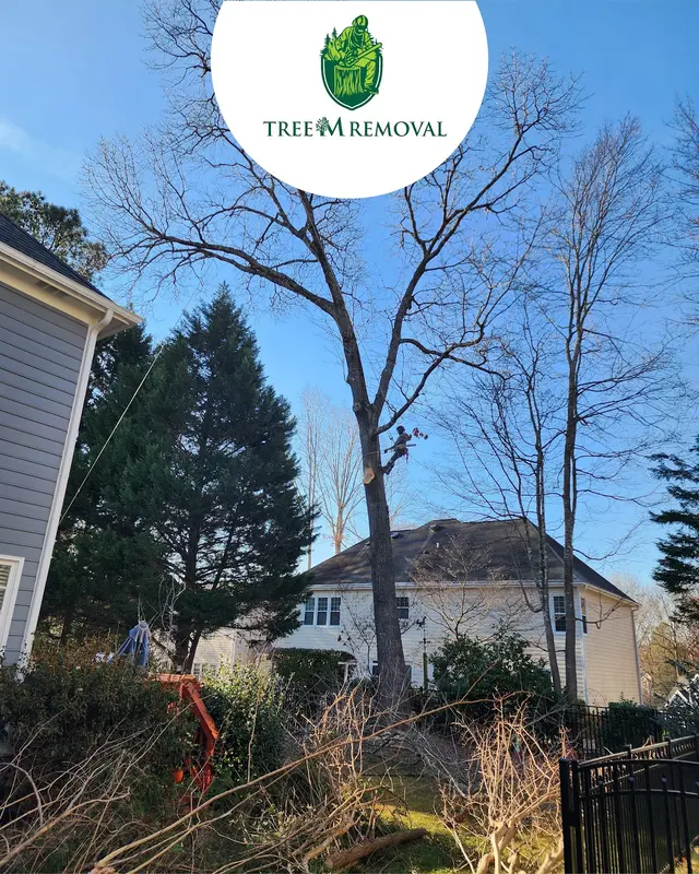 Tree M Removal, LLC — photo from the business 11