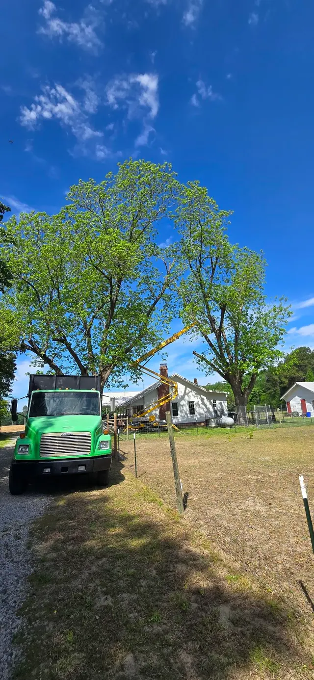 Tree M Removal, LLC — photo from the business 9