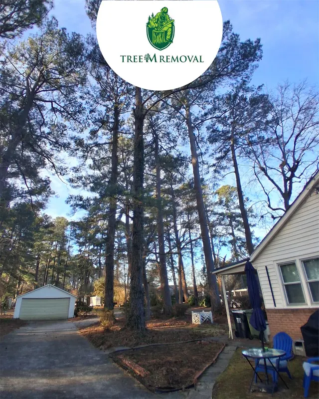 Tree M Removal, LLC — photo from the business 6