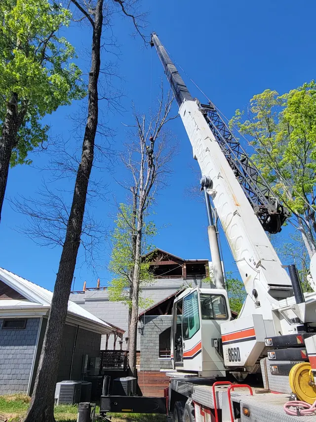 Tree M Removal, LLC — photo from the business 10