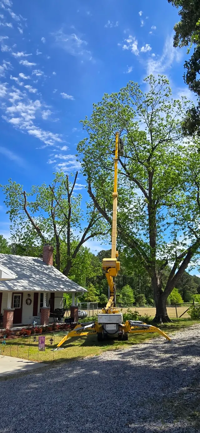 Tree M Removal, LLC — photo from the business 12