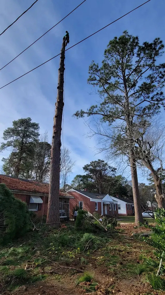 Tree M Removal, LLC — photo from the business 1