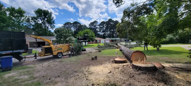 Tree M Removal, LLC — photo from the business 5