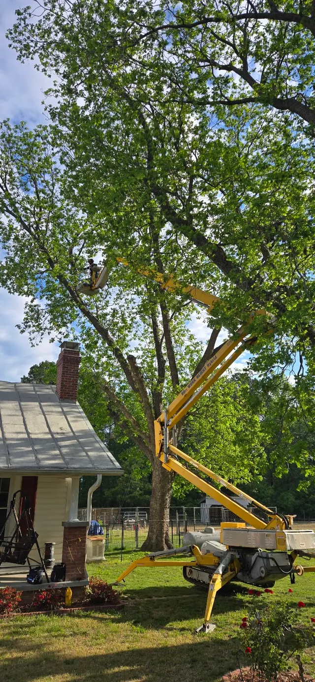 Tree M Removal, LLC — photo from the business 8