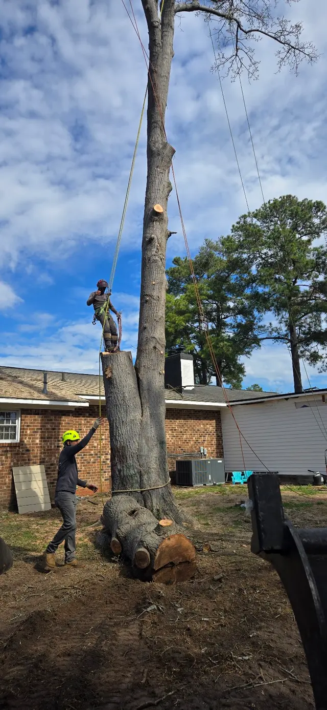 Tree M Removal, LLC — photo from the business 4