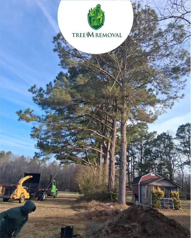 Tree M Removal, LLC — photo from the business 3