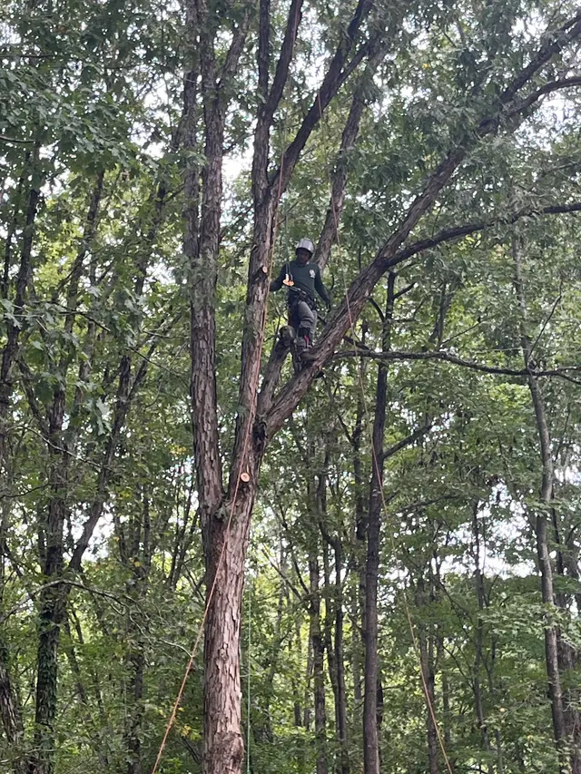 Customer photo of work by Mencor's Tree Service, from Tom Mastropole's review