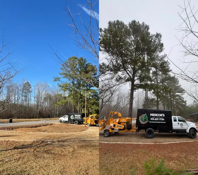 Mencor's Tree Service — photo from the business 5