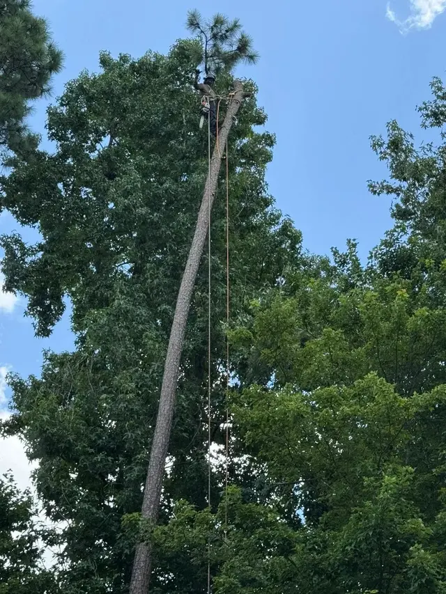 Mencor's Tree Service — photo from the business 3