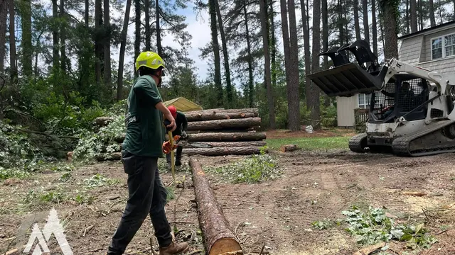 Mencor's Tree Service — photo from the business 10