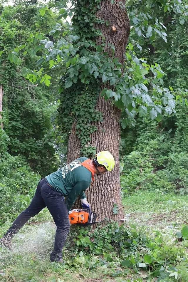 Mencor's Tree Service — photo from the business 12