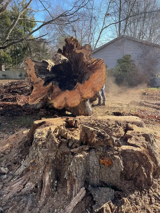 Mencor's Tree Service — photo from the business 4