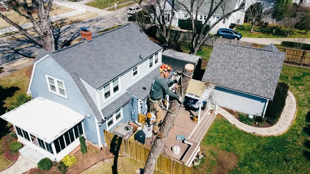 Mencor's Tree Service — photo from the business 9