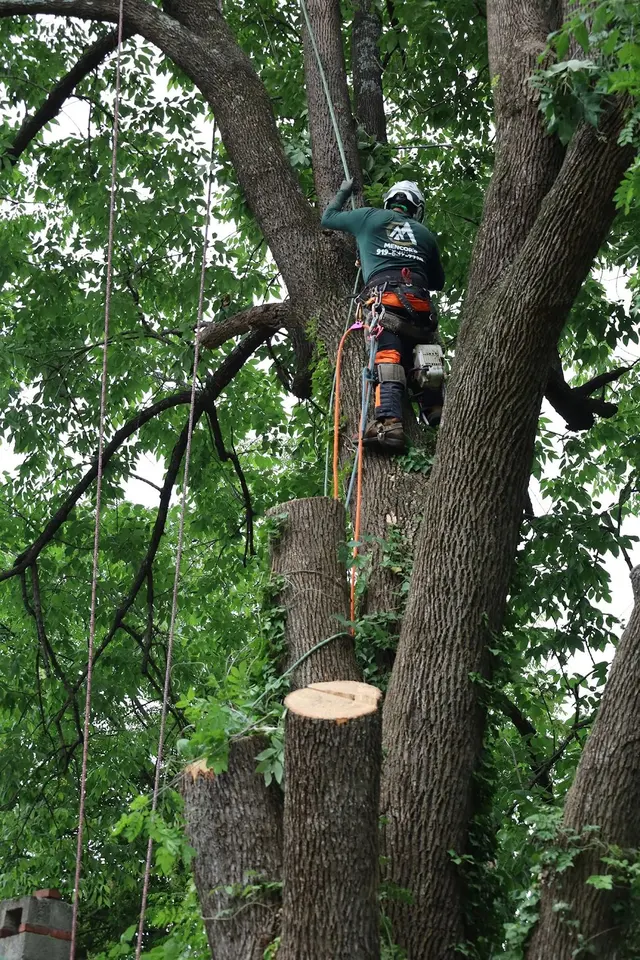 Mencor's Tree Service — photo from the business 7