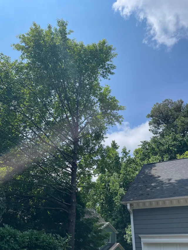 AB Tree Service — customer photo 4
