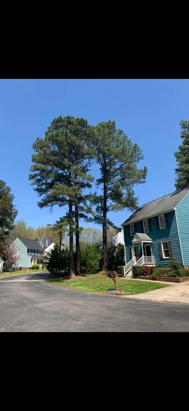 AB Tree Service — photo from the business 2