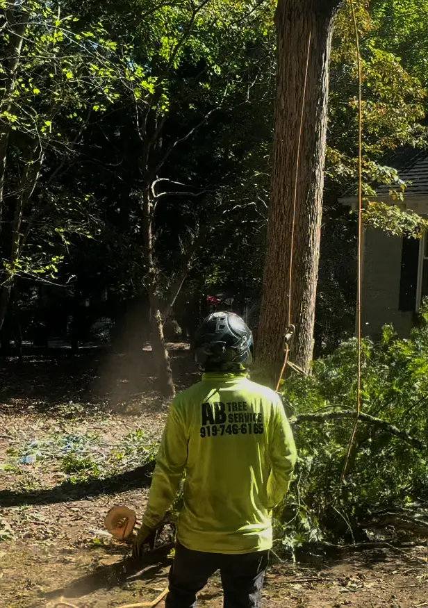 AB Tree Service — photo from the business 7